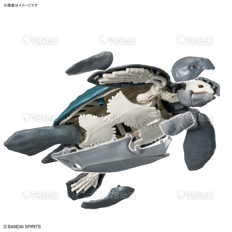 Bandai Genuine Model Kit Plann - огляд і ціна Model Kit Dinosaur Bandai